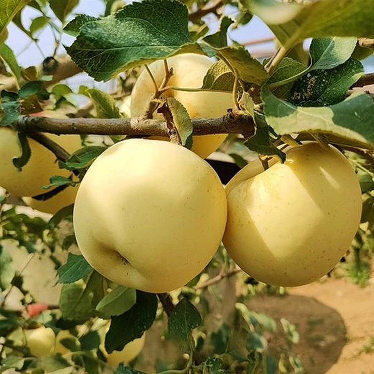 تازہ گولڈن لذیذ سیب