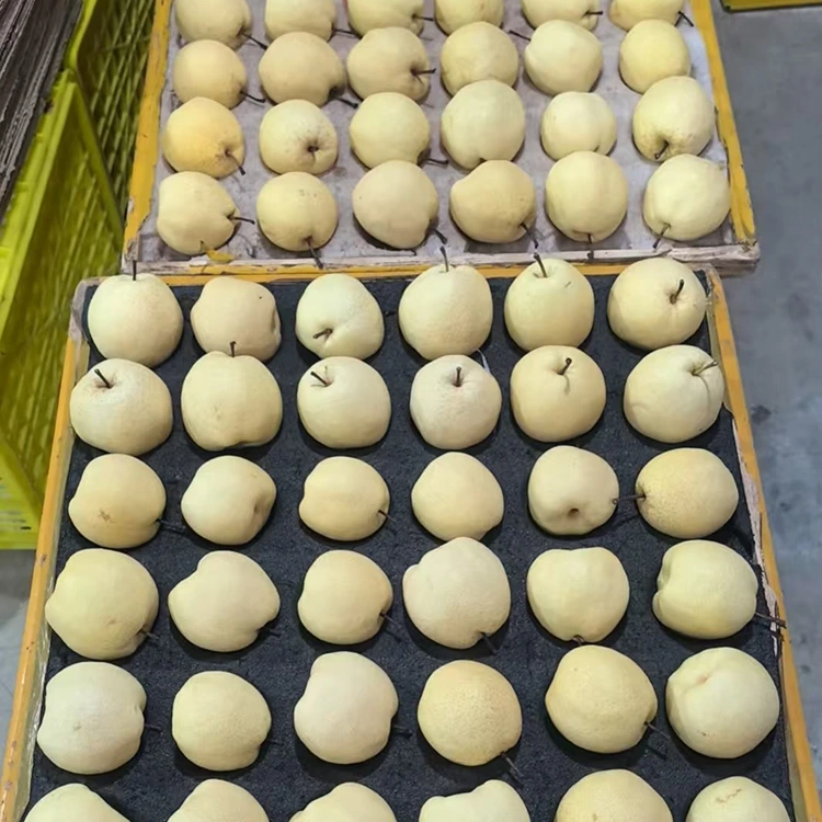 تازہ چنے ہوئے گونگ ناشپاتی