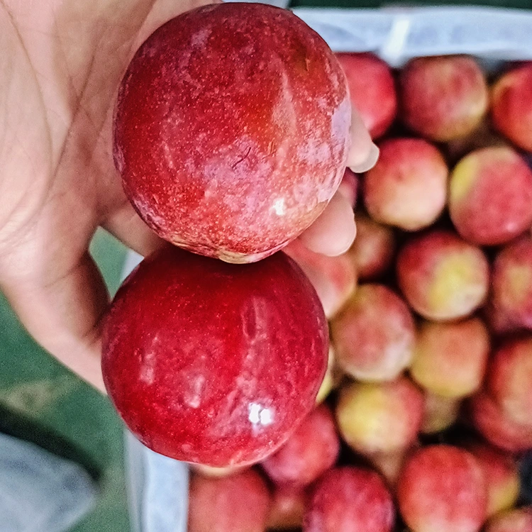 تازہ میٹھا سرخ میئی بیر تازہ میٹھا سرخ میئی بیر