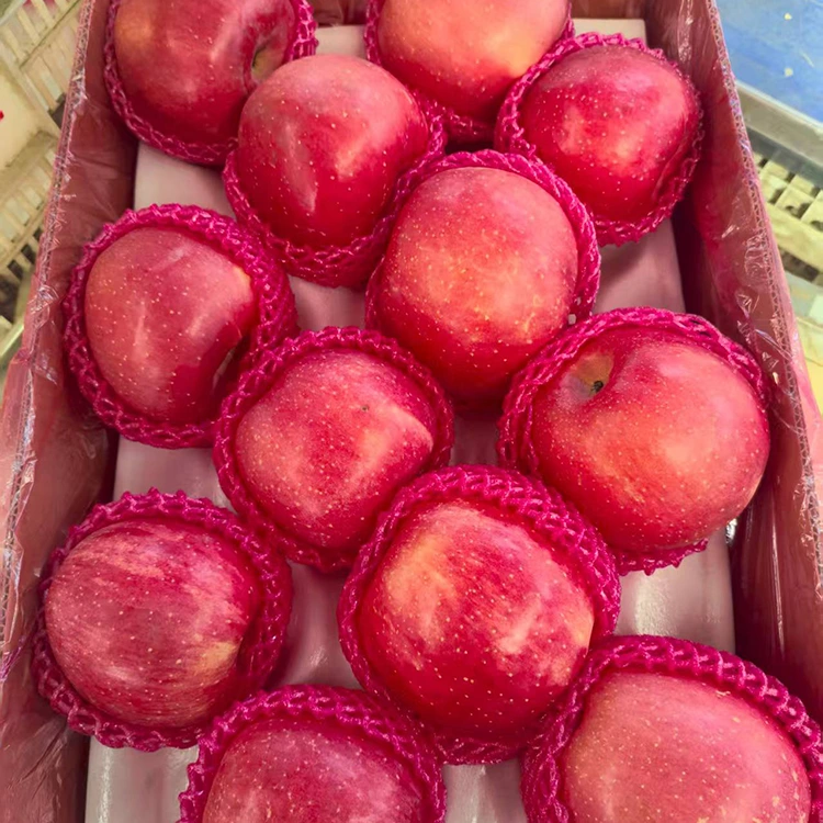 Premium Fresh Fuji Apples